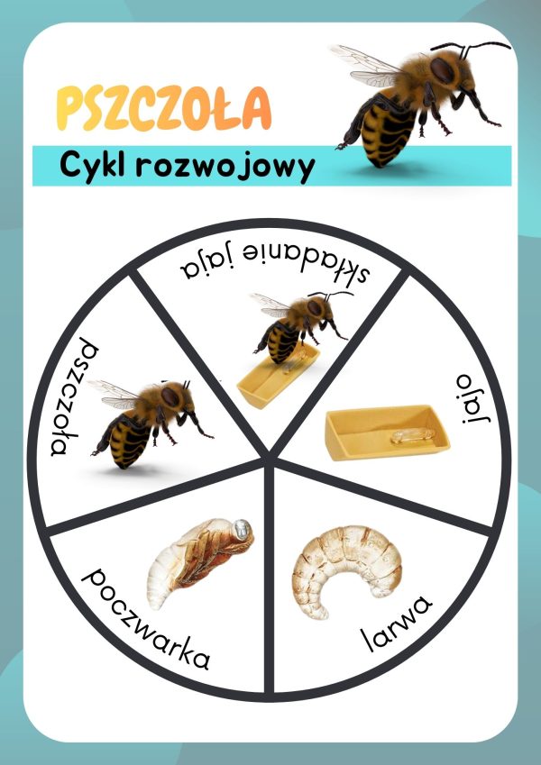 Cykl rozwojowy motyla, pszczoły, biedronki | PDF do druku za darmo