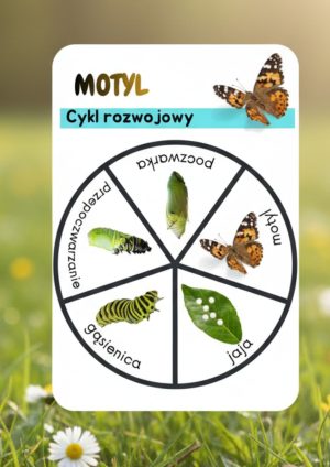 Cykl rozwojowy motyla, pszczoły, biedronki | PDF do druku za darmo